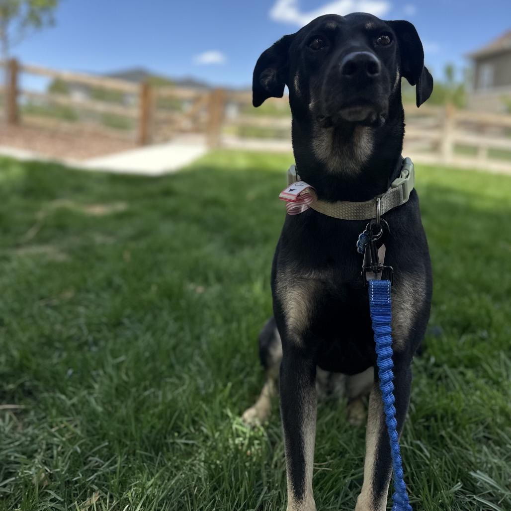 Enlarge 573 (2026) Sweetie Pie, a Adoptable mixed breed in Parker, CO image 5/6