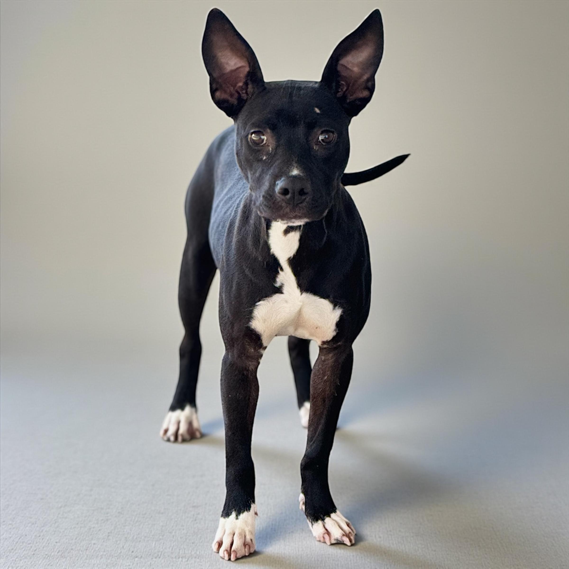 Enlarge Lainie, a Adoptable Mixed Breed in Troy, AL image 1/5