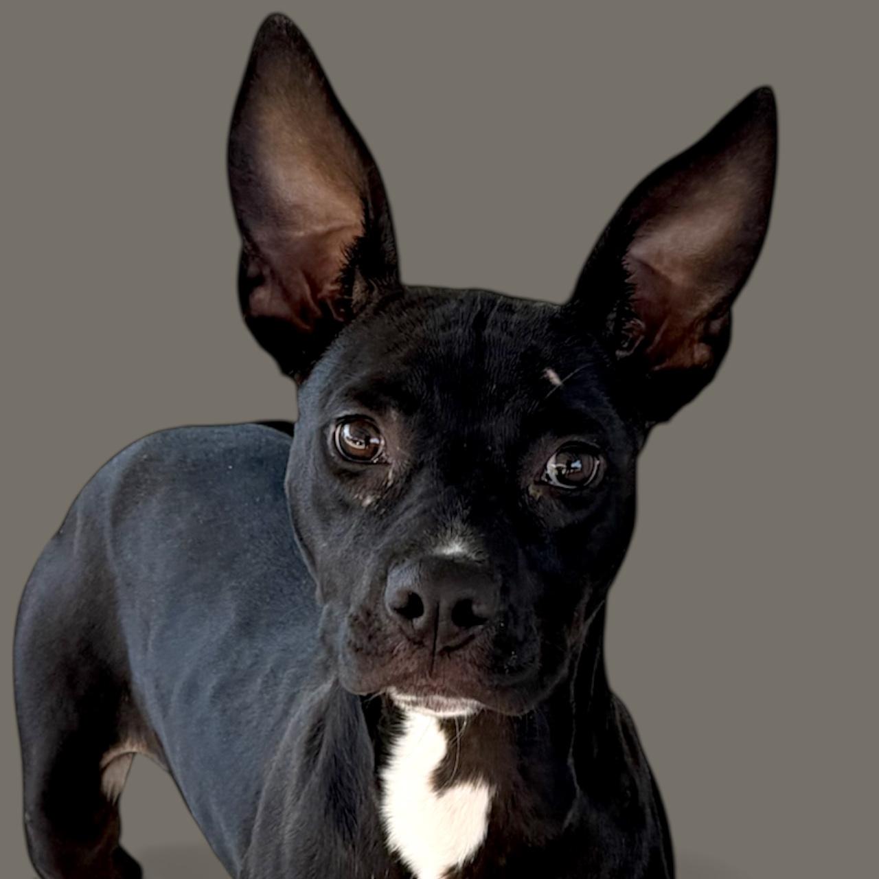 Enlarge Lainie, a Adoptable Mixed Breed in Troy, AL image 2/5