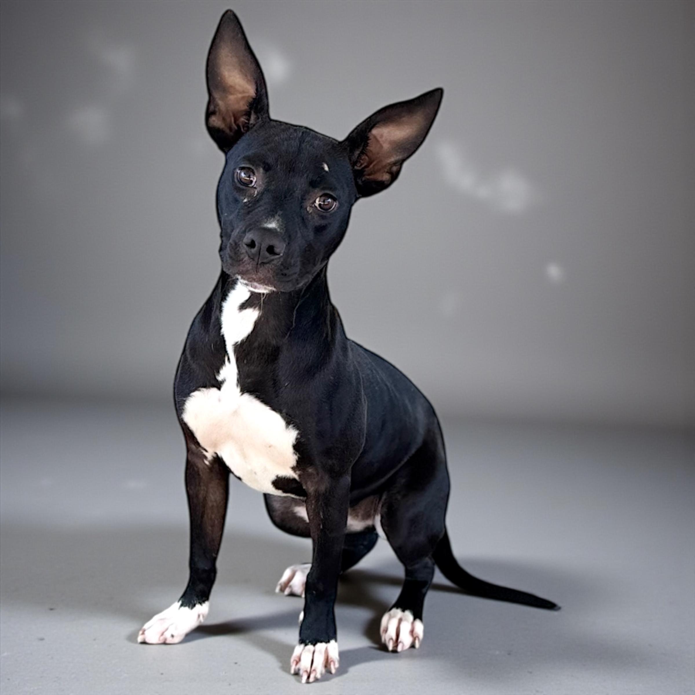 Enlarge Lainie, a Adoptable Mixed Breed in Troy, AL image 3/5