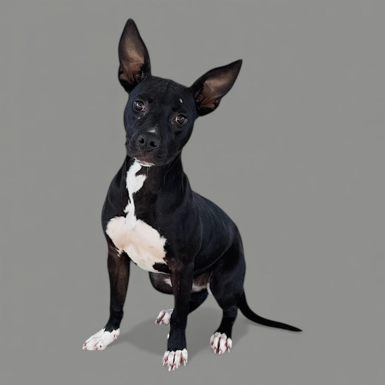 Enlarge Lainie, a Adoptable Mixed Breed in Troy, AL image 4/5