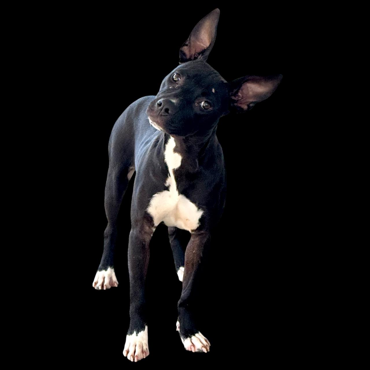 Enlarge Lainie, a Adoptable Mixed Breed in Troy, AL image 5/5