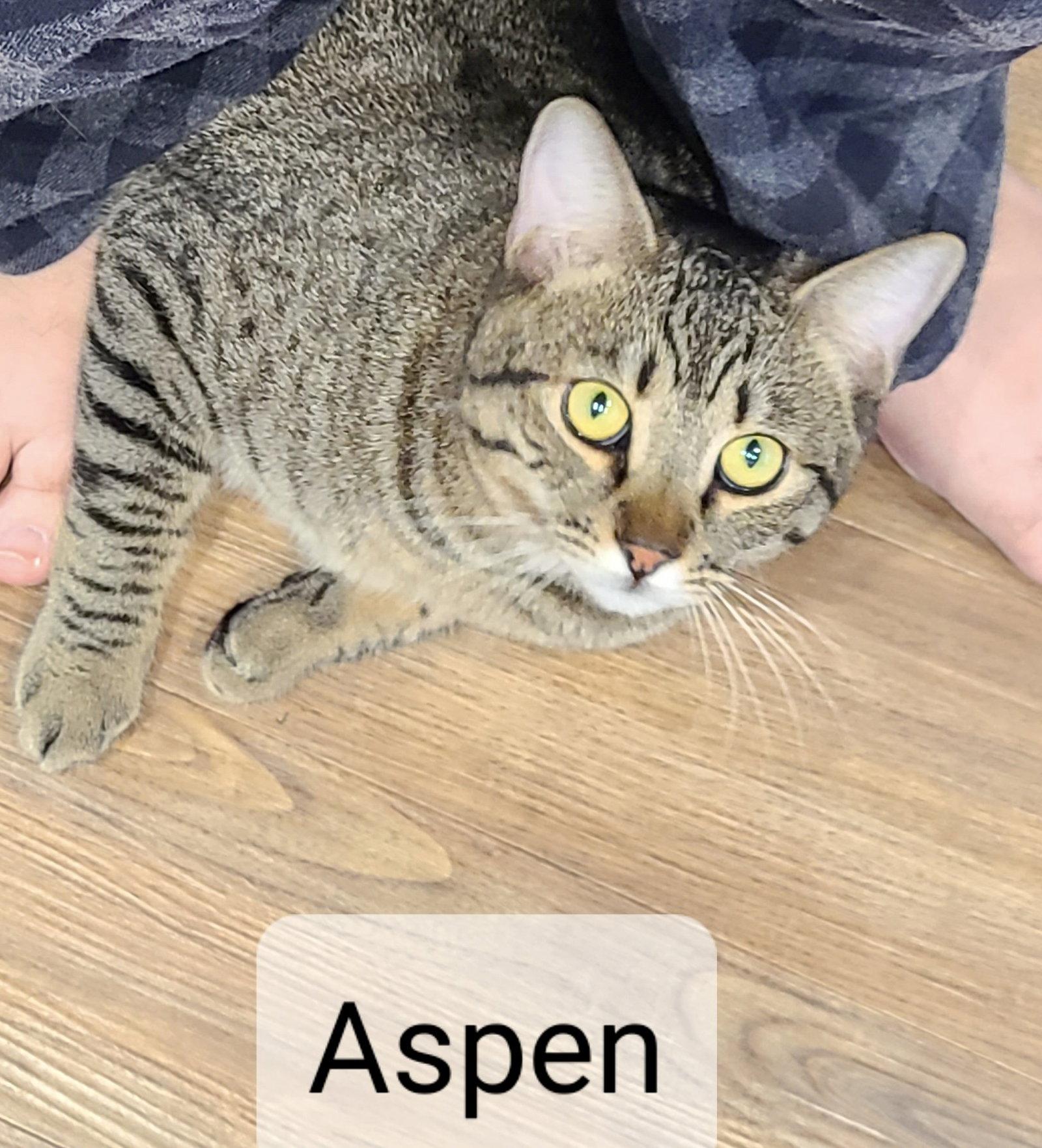 Adler, a Adoptable Tabby in Antioch, CA image 3/3