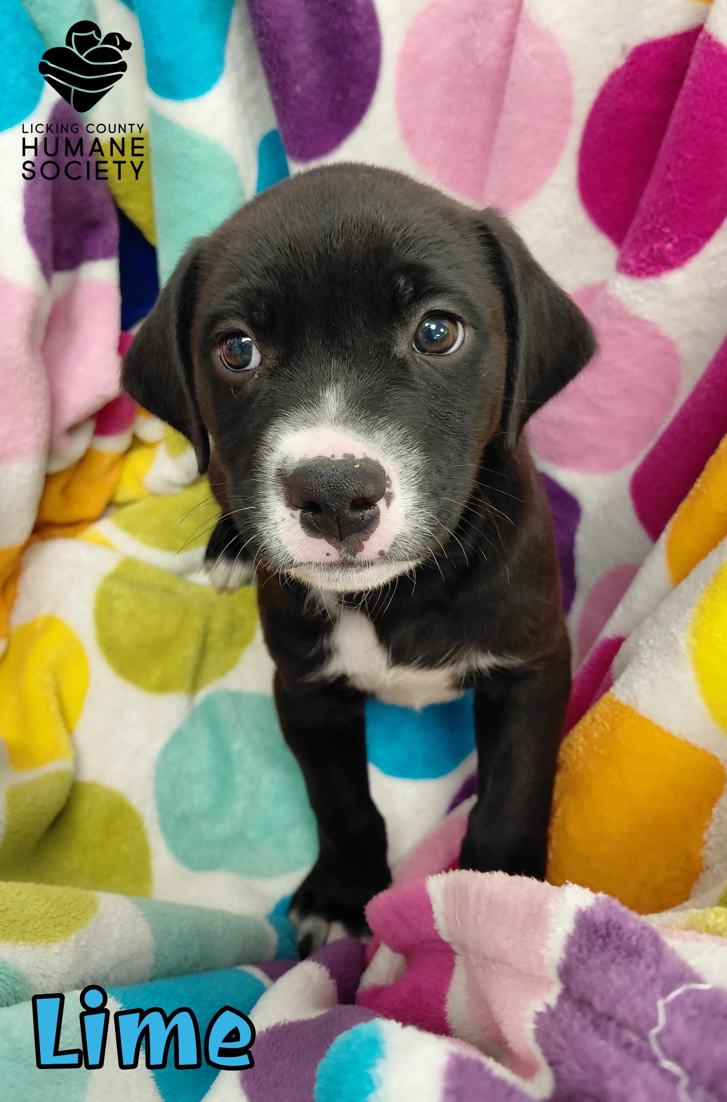 Lime, Adoptable, Puppy Male Labrador Retriever.