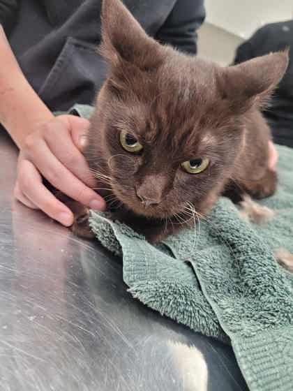 Kamaria, Adoptable, Adult Female Domestic Medium Hair & Domestic Short Hair.