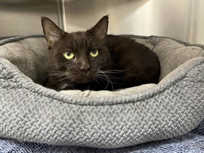 Enlarge Kamaria, a Adoptable mixed breed in Memphis, TN image 2/3