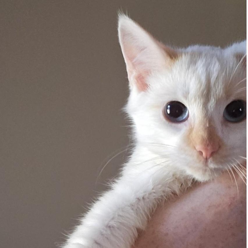 Enlarge Frosty, a Adoptable Siamese in Raeford, NC image 1/1