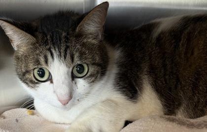 Chatty — thumbnail 2