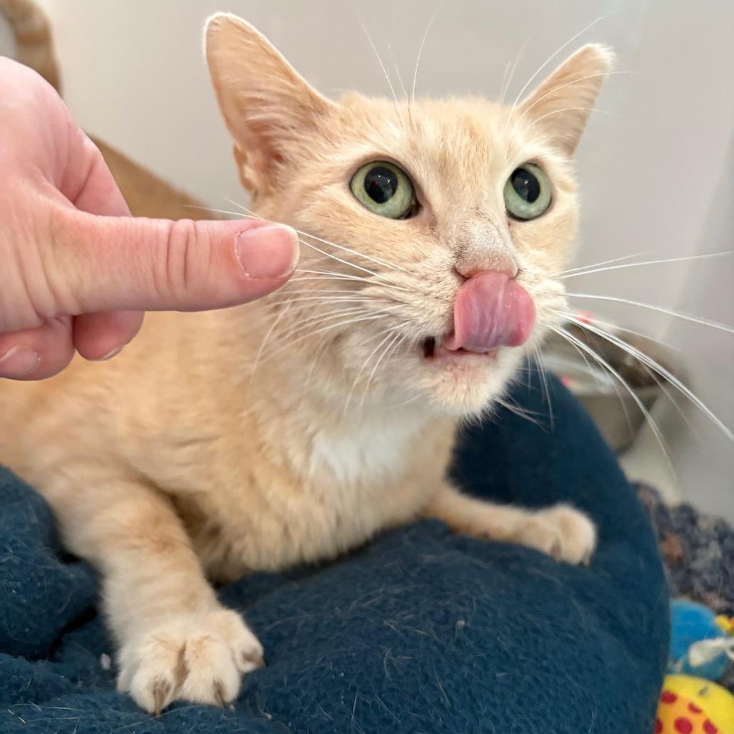 Enlarge Audrey, a Adoptable Domestic Short Hair in St. Louis, MO image 1/6