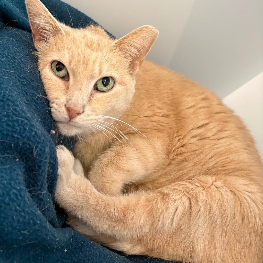 Enlarge Audrey, a Adoptable Domestic Short Hair in St. Louis, MO image 2/6