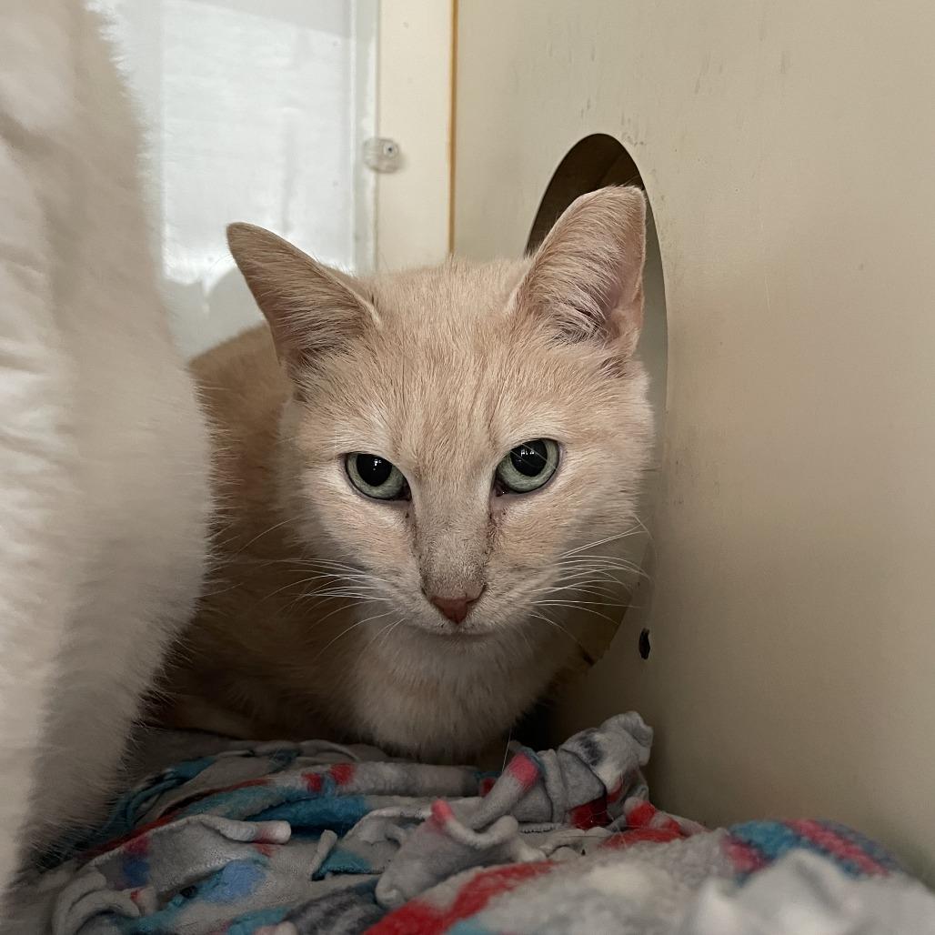 Enlarge Audrey, a Adoptable Domestic Short Hair in St. Louis, MO image 4/6