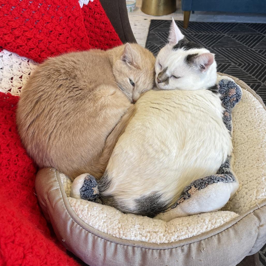 Enlarge Audrey, a Adoptable Domestic Short Hair in St. Louis, MO image 5/6