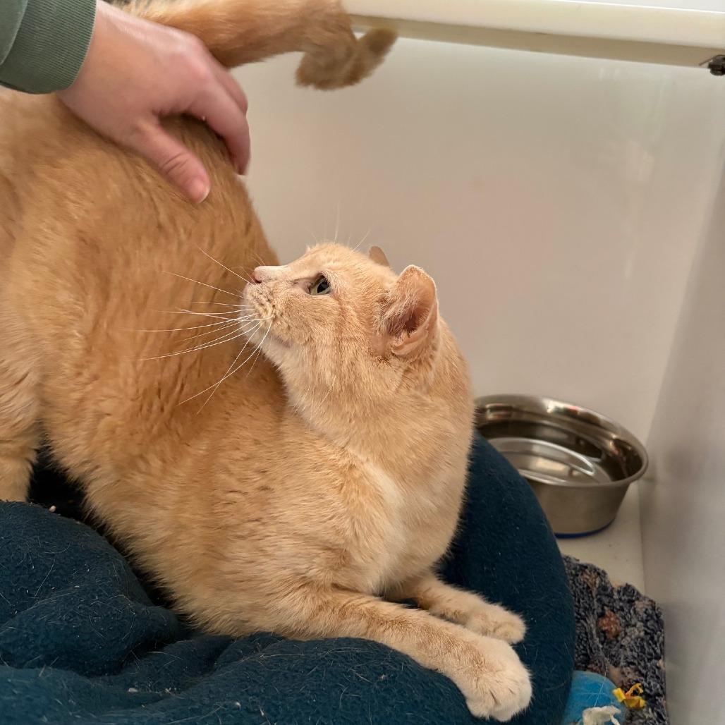 Enlarge Audrey, a Adoptable Domestic Short Hair in St. Louis, MO image 6/6