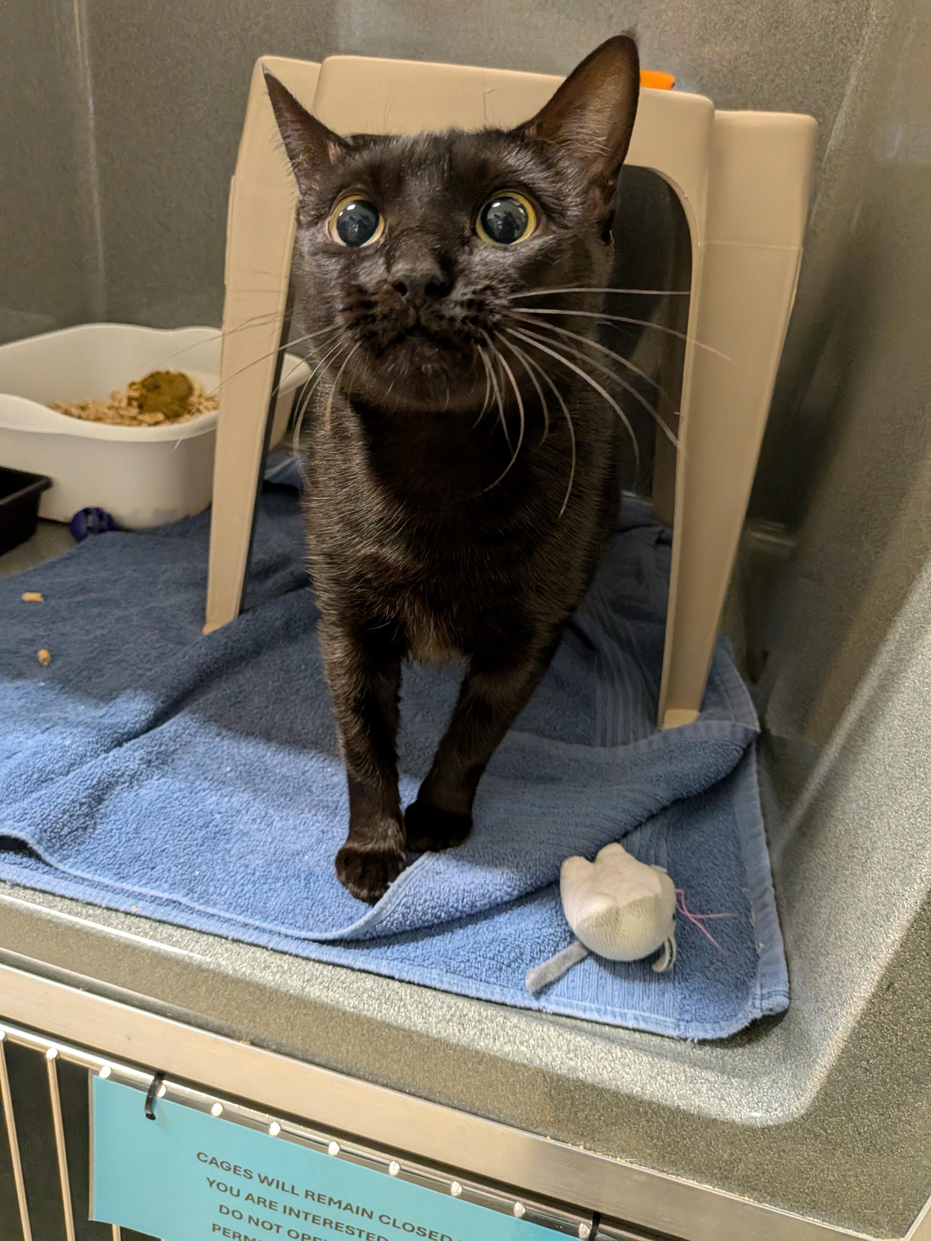 Wren, Adoptable, Young Female Domestic Short Hair.