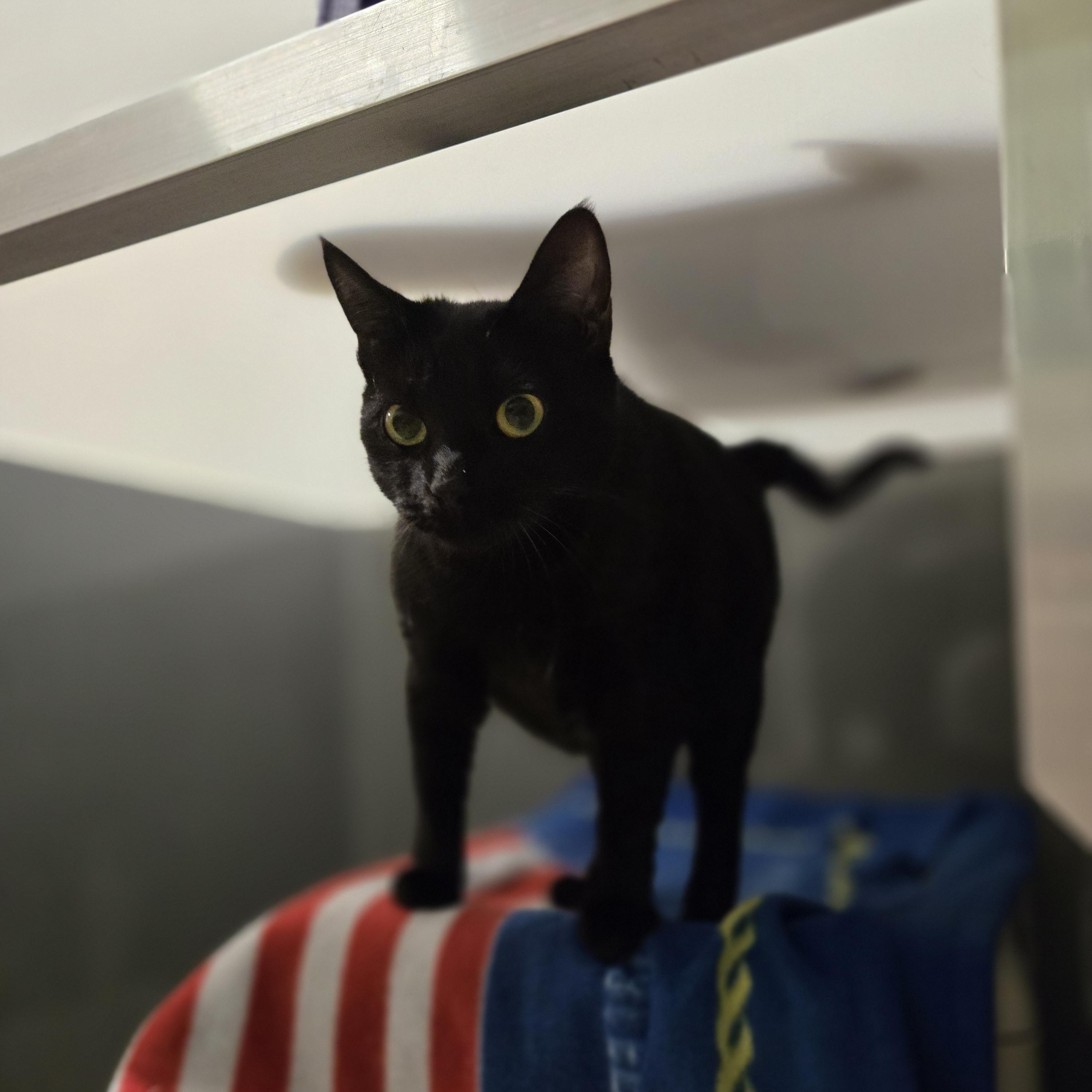 Wren, a Adoptable Domestic Short Hair in Paris, ME image 1/5