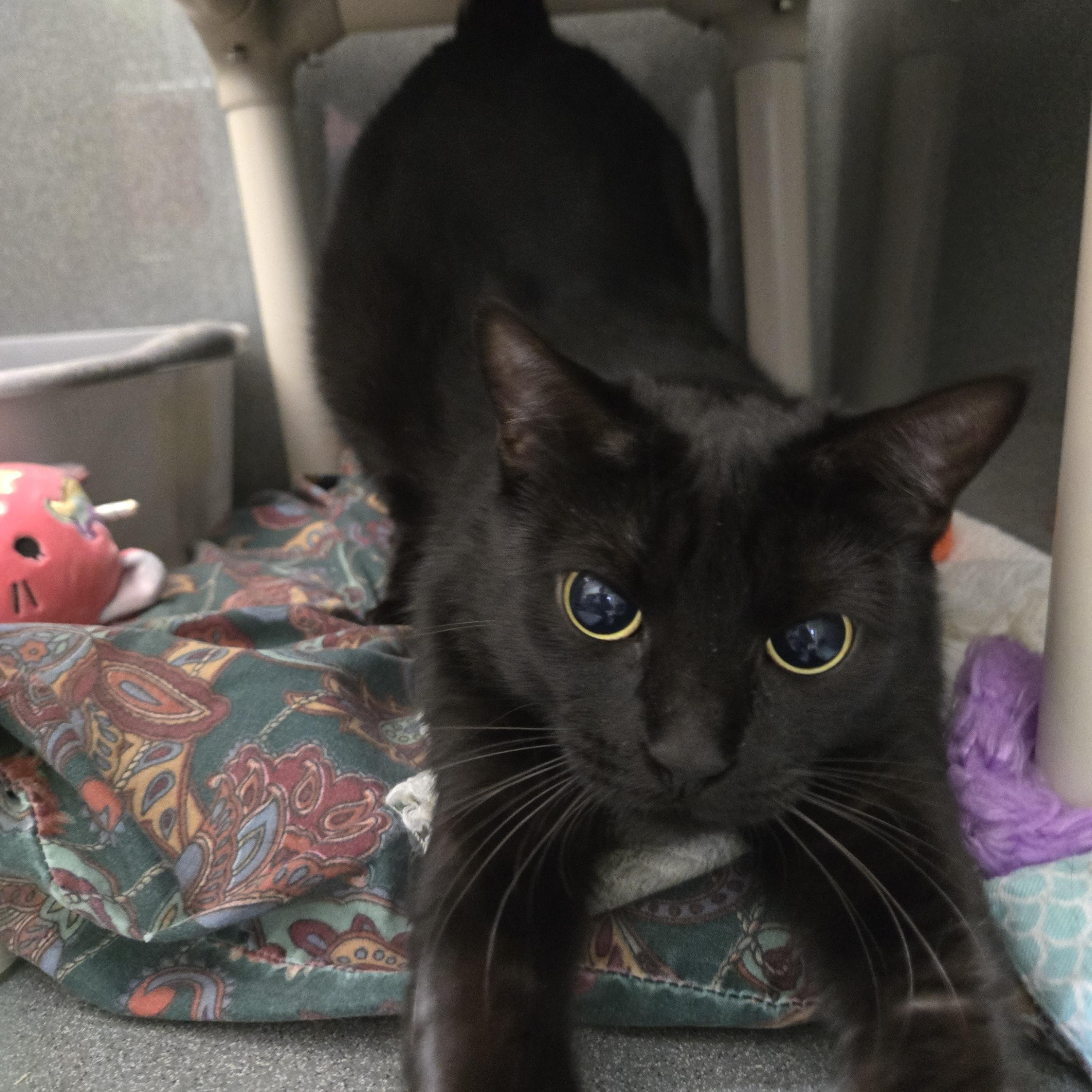 Wren, a Adoptable Domestic Short Hair in Paris, ME image 4/5