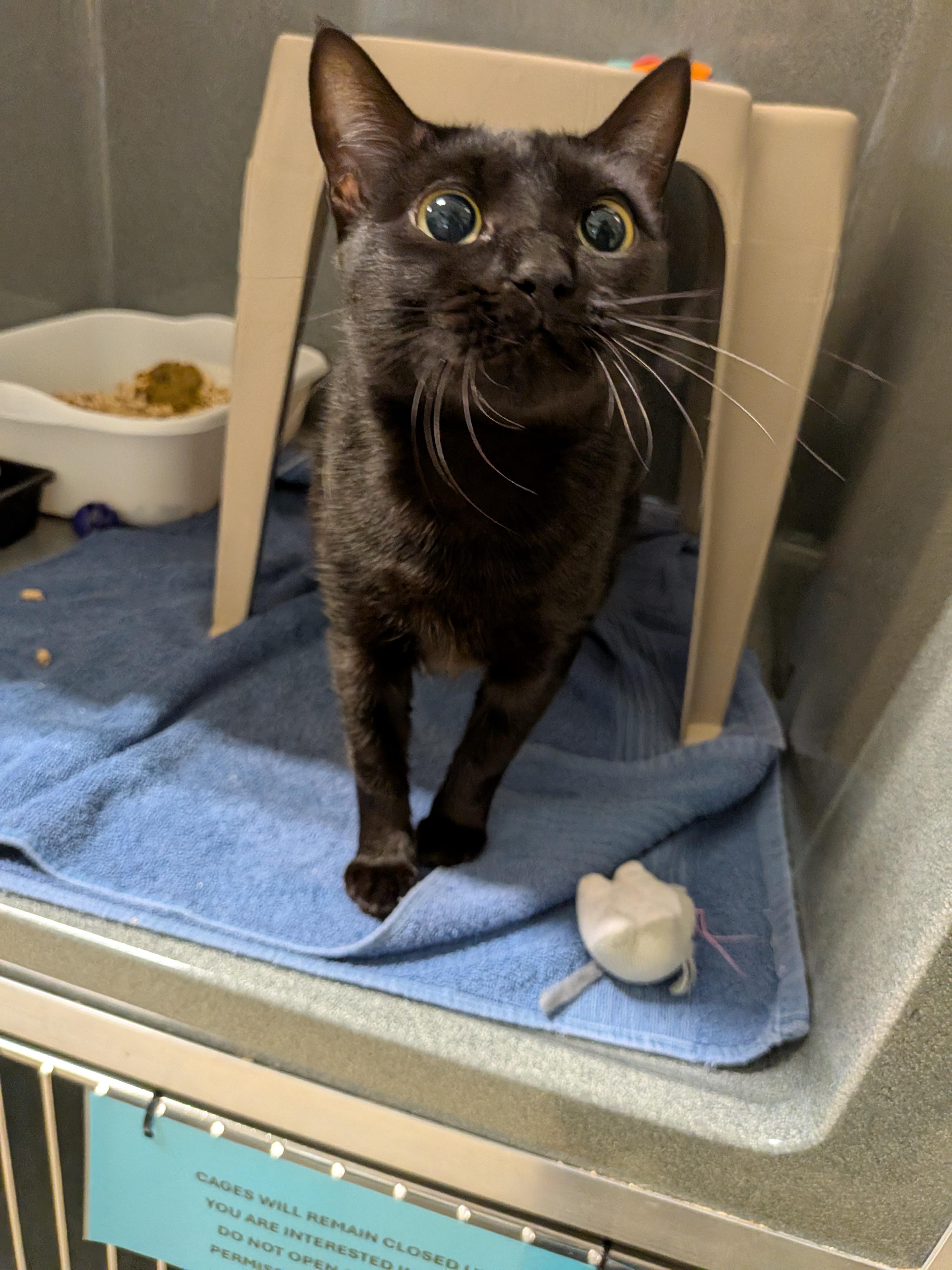 Wren, a Adoptable Domestic Short Hair in Paris, ME image 5/5