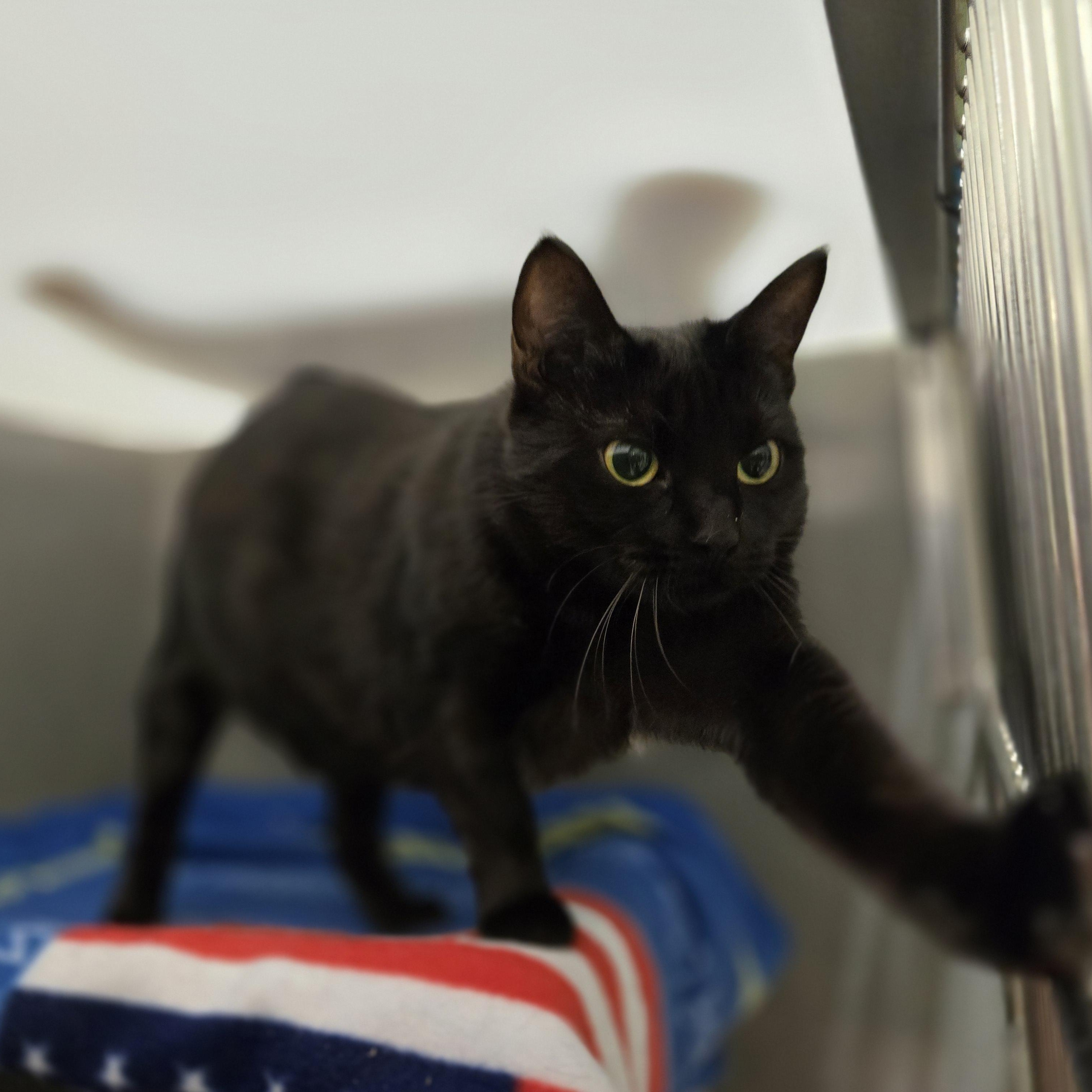 Wren, a Adoptable Domestic Short Hair in Paris, ME image 2/5