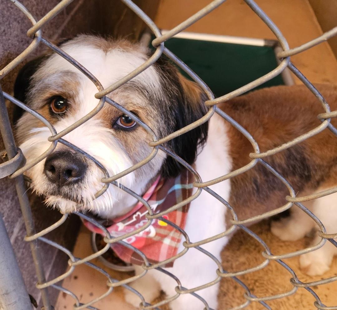 BOB, ADOPTABLE, Young Male Australian Shepherd & Poodle.