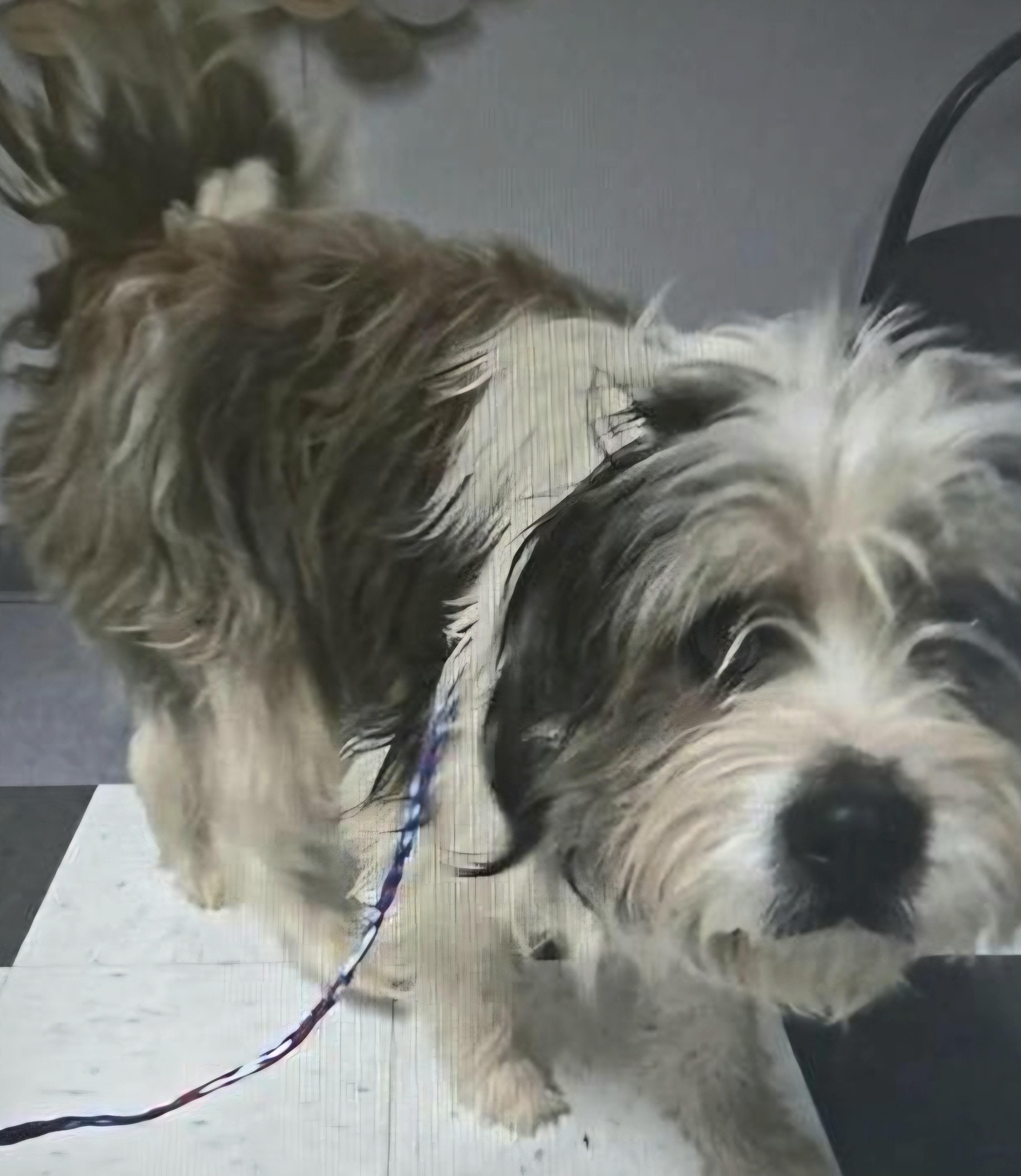 Enlarge BOB, a ADOPTABLE mixed breed in Salt Lake City, UT image 3/3