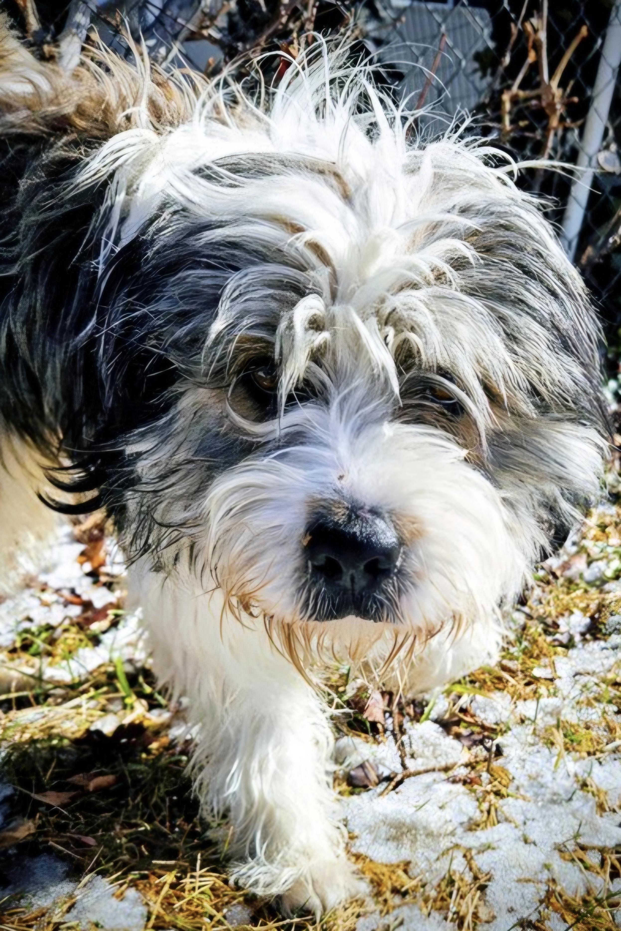 Enlarge BOB, a ADOPTABLE mixed breed in Salt Lake City, UT image 2/3