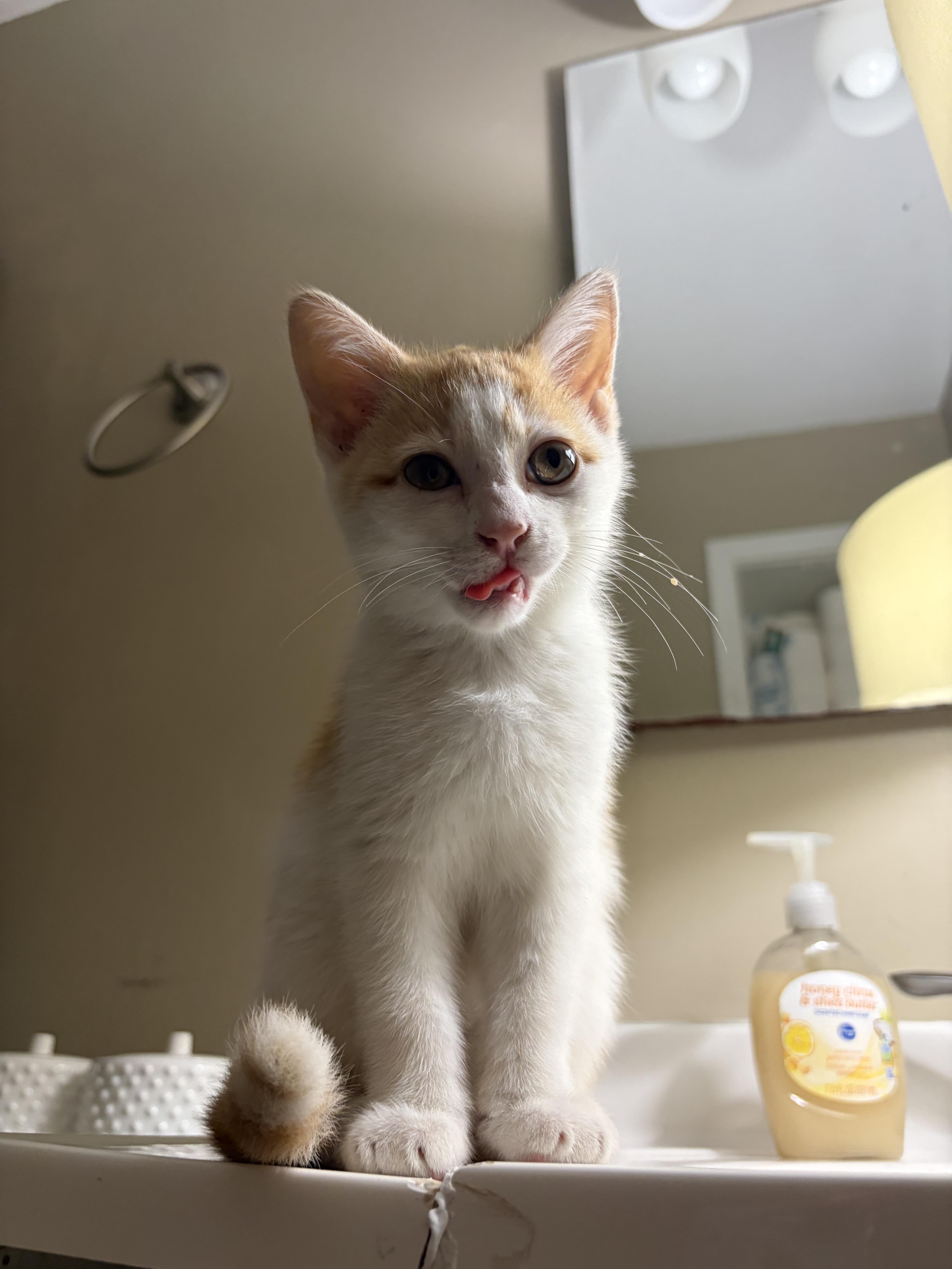 Enlarge Perry, an adopted Domestic Short Hair in Columbus, OH image 3/6