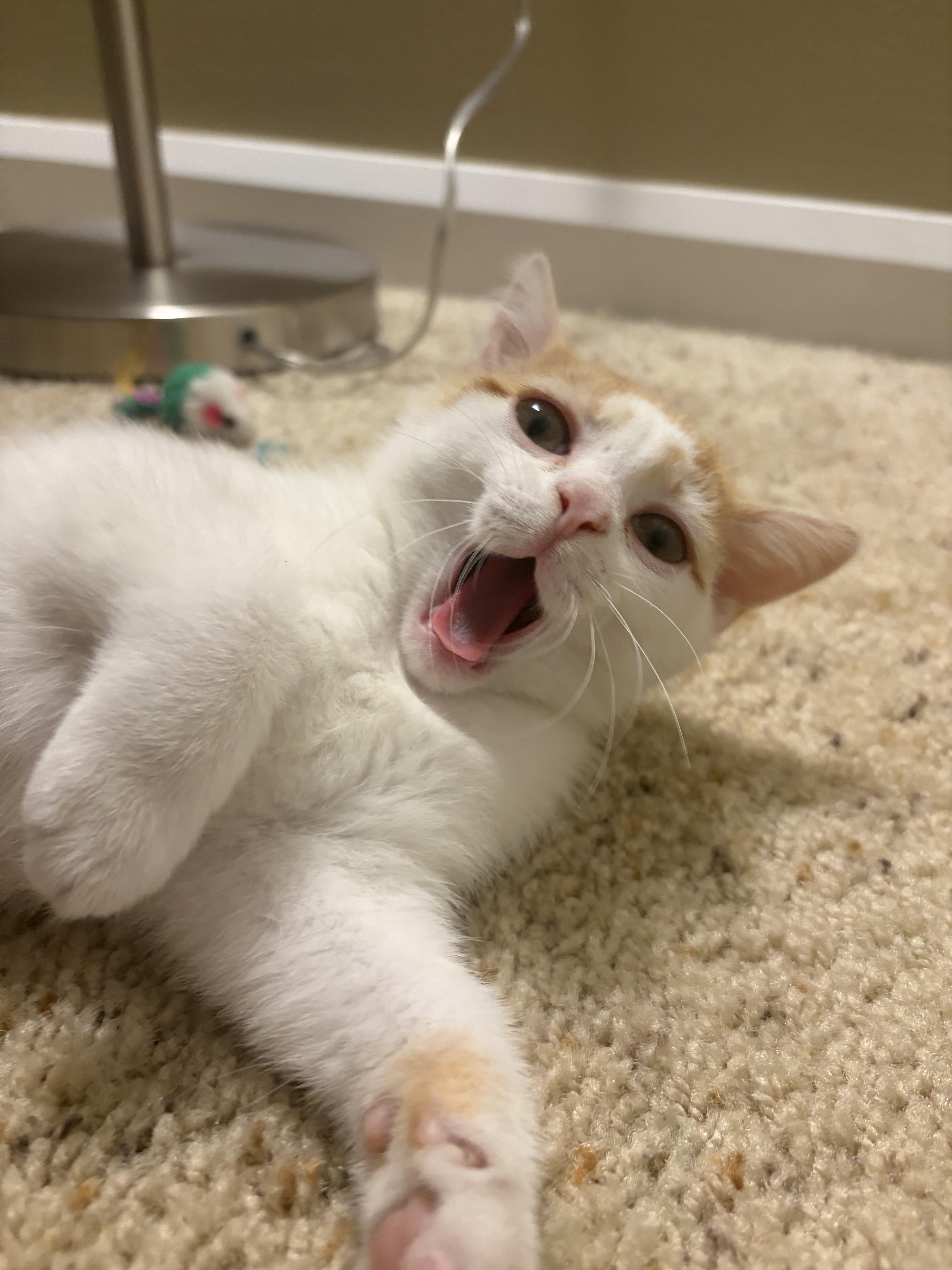 Enlarge Perry, an adopted Domestic Short Hair in Columbus, OH image 2/6