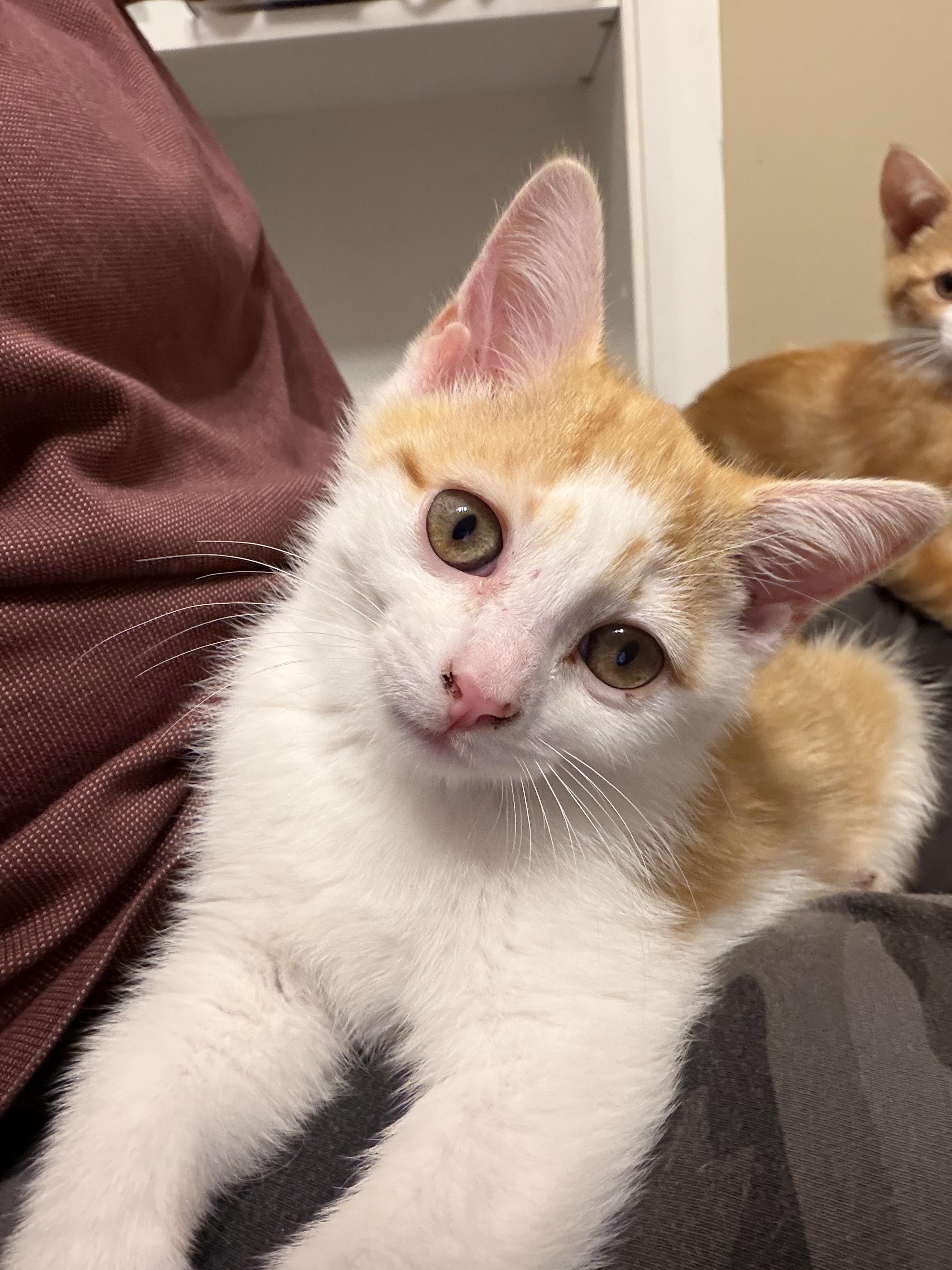 Enlarge Perry, an adopted Domestic Short Hair in Columbus, OH image 1/6