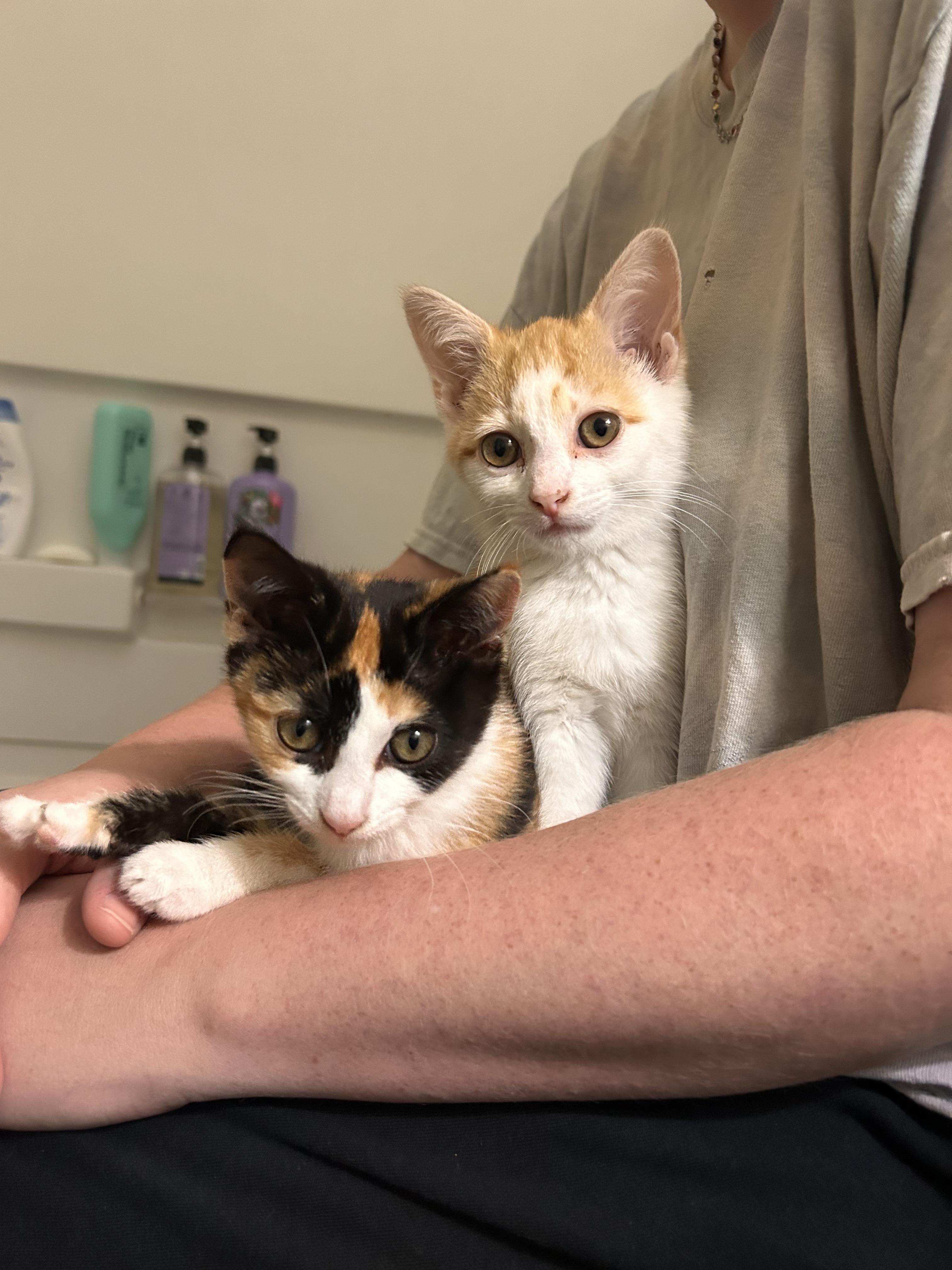 Enlarge Perry, an adopted Domestic Short Hair in Columbus, OH image 5/6