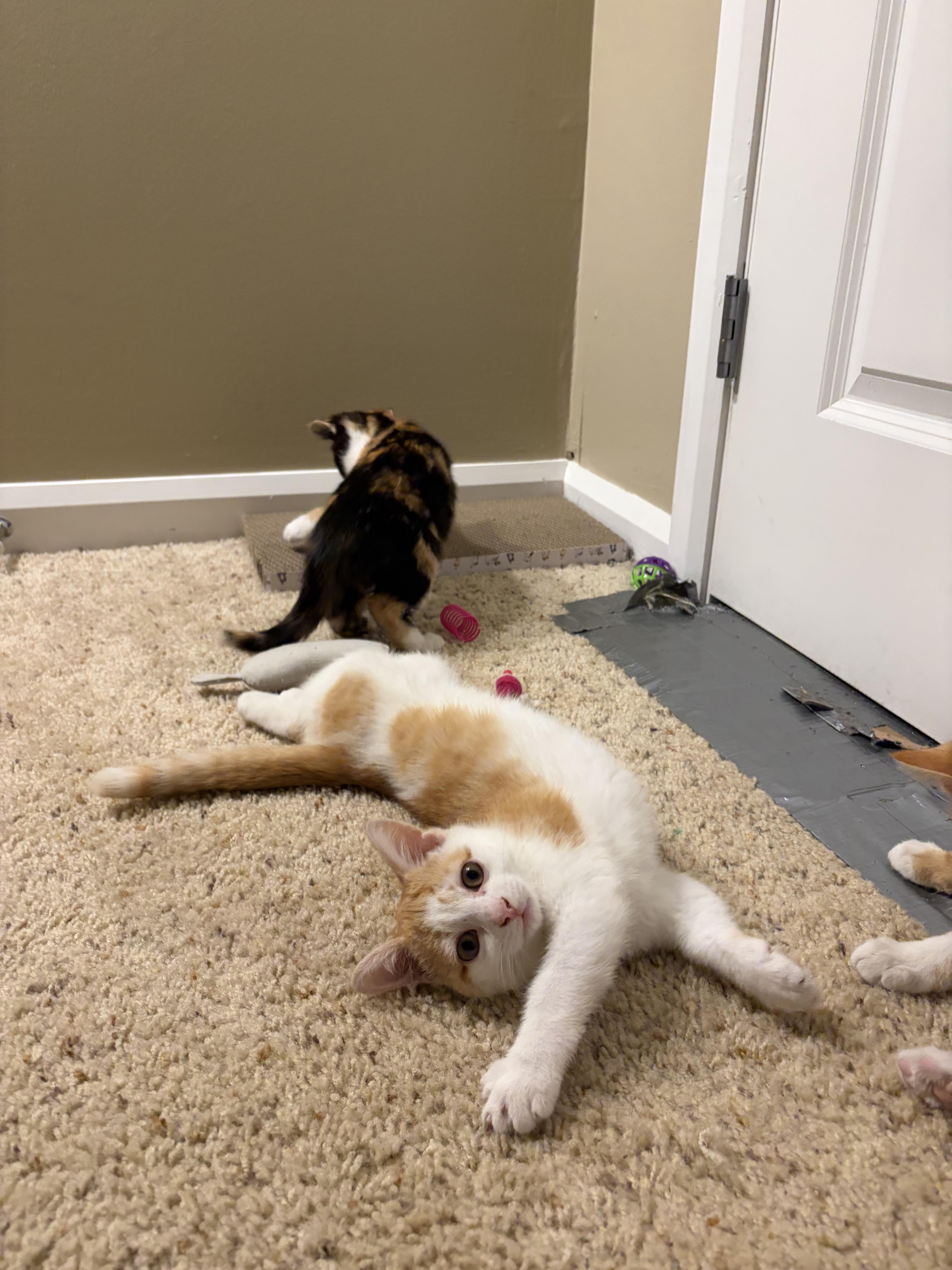 Enlarge Perry, an adopted Domestic Short Hair in Columbus, OH image 4/6