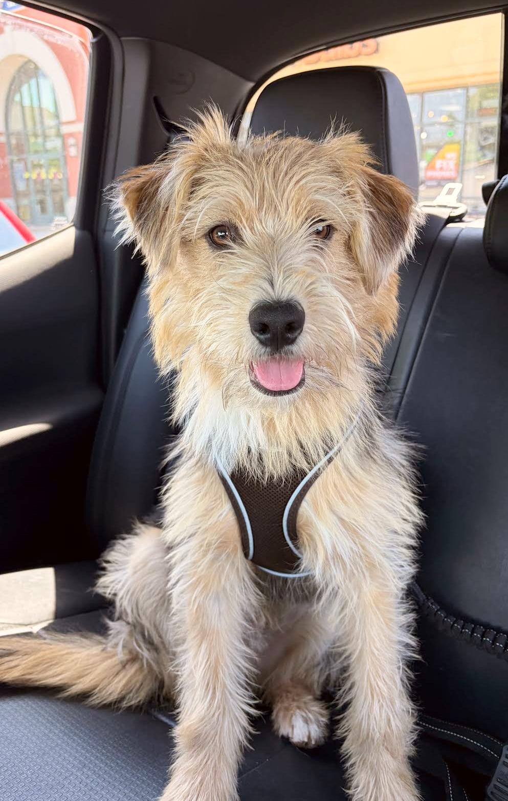 Latke, a ADOPTABLE mixed breed in Boulder, CO image 2/4