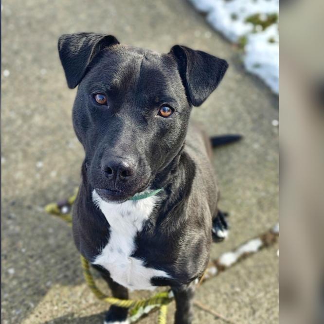 Marley, Adoptable, Adult Female Labrador Retriever & Mixed Breed.