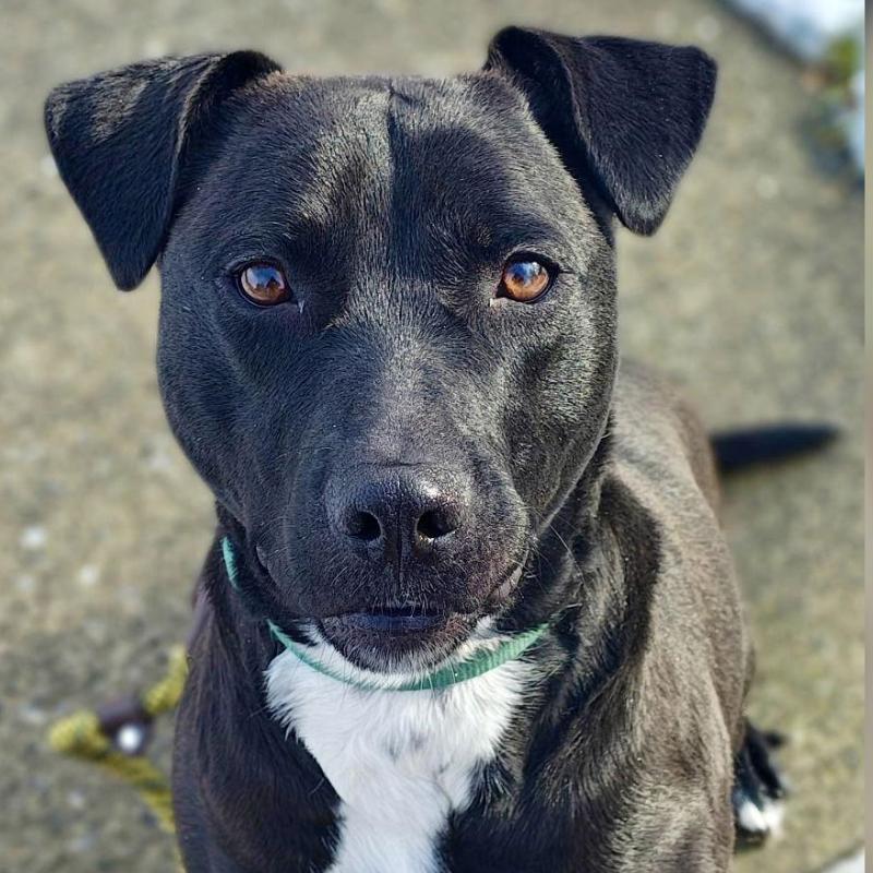 Enlarge Marley, a Adoptable mixed breed in Lake Hopatcong, NJ image 2/3