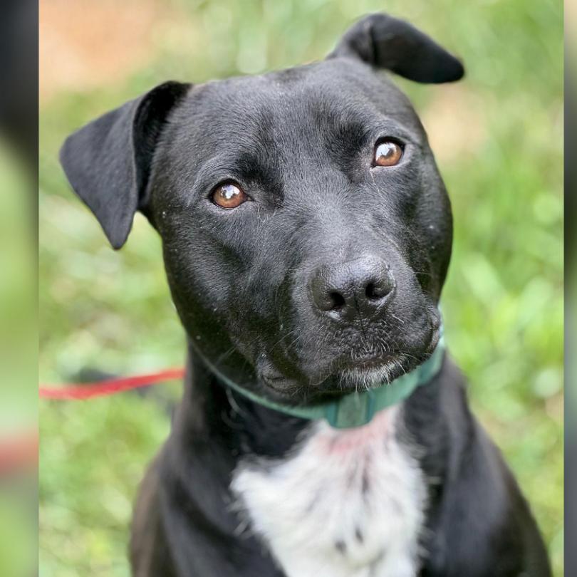 Enlarge Marley, a Adoptable mixed breed in Lake Hopatcong, NJ image 3/3