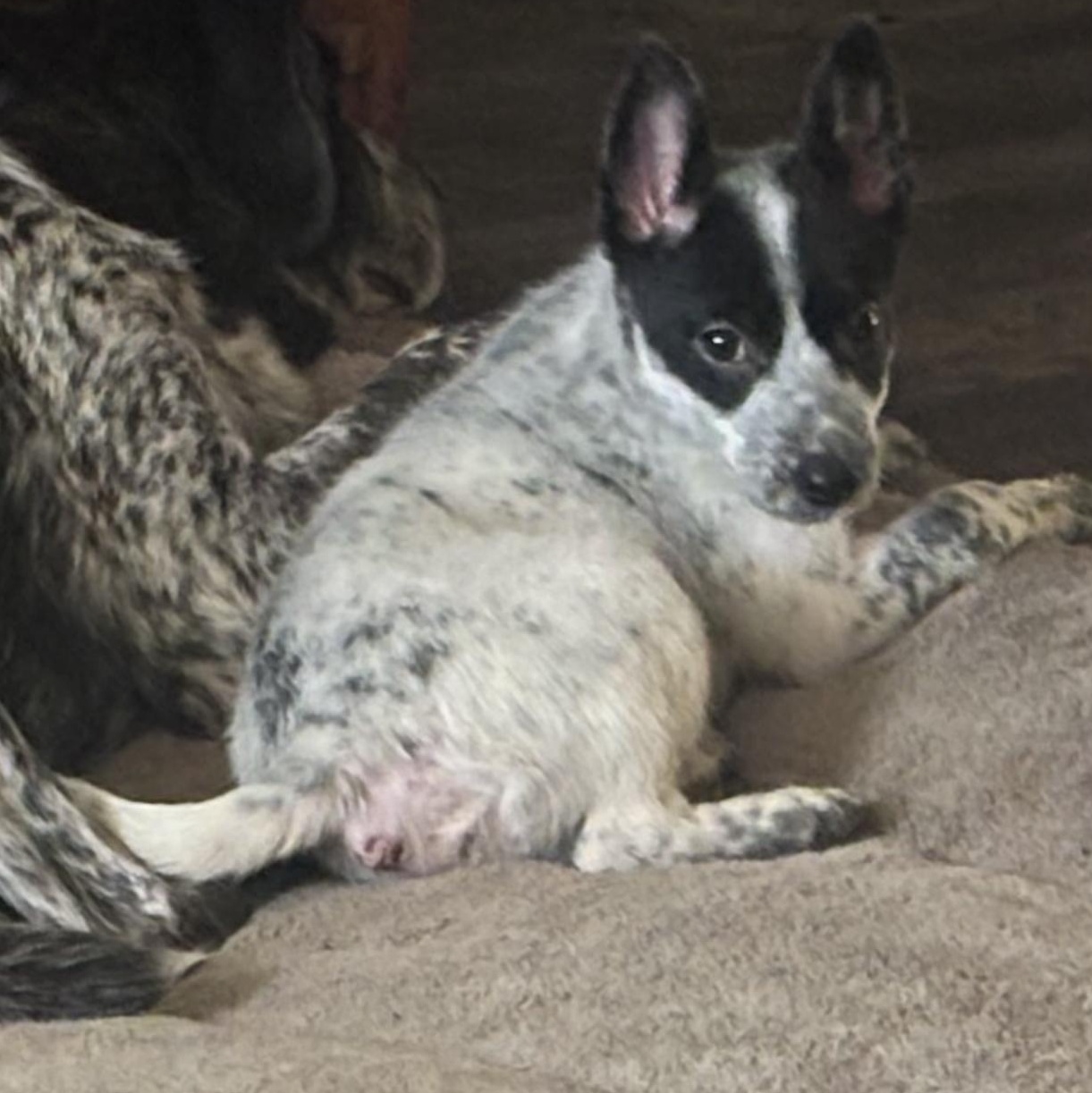 Enlarge Ruger, a Adoptable mixed breed in Penryn, CA image 1/1