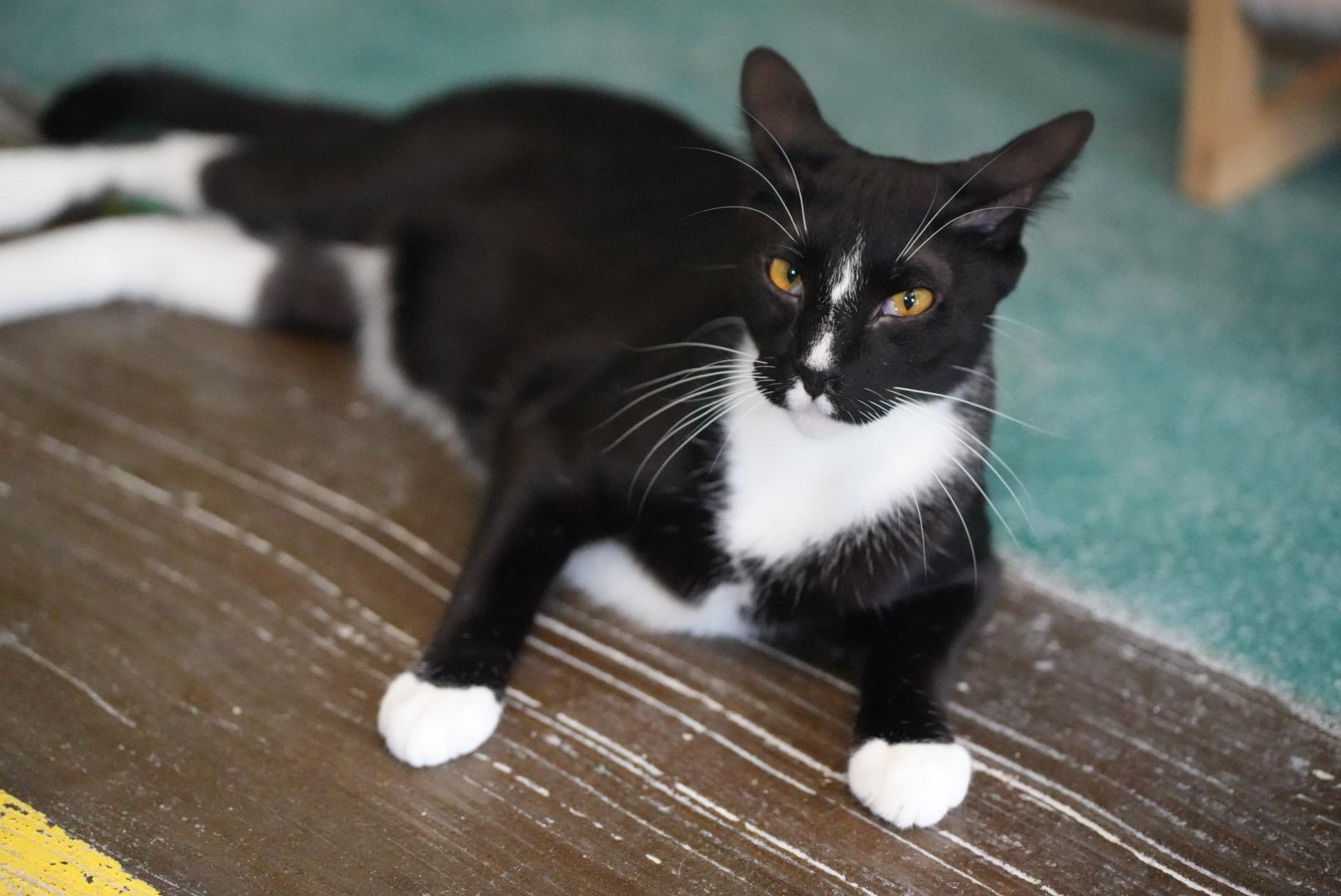 Enlarge Chino, a Adoptable Tuxedo in Key Largo, FL image 1/1