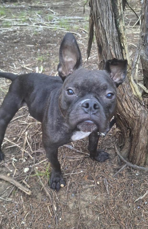 Enlarge SweetPea, a Adoptable French Bulldog in Pflugerville, TX image 4/6