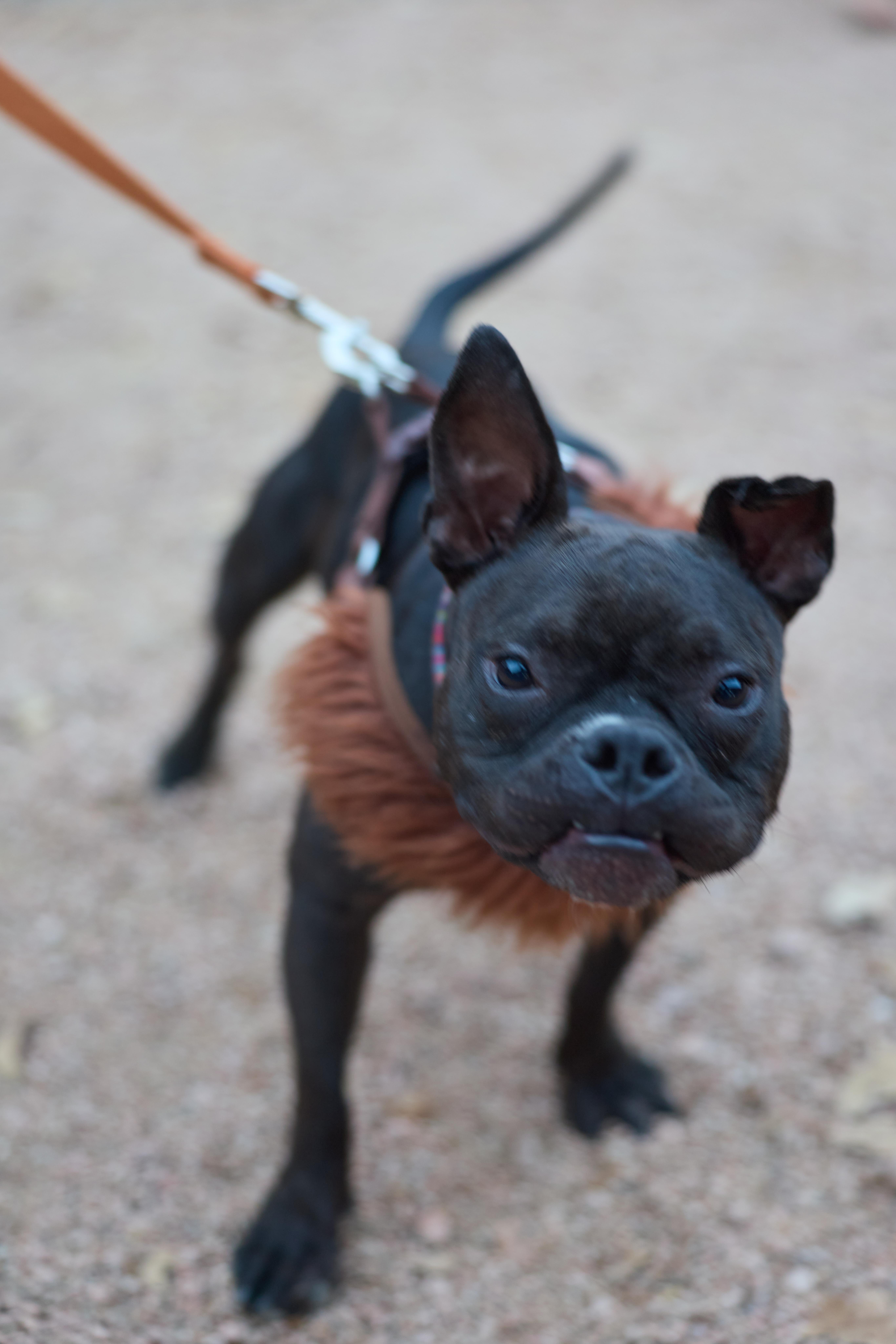 Enlarge SweetPea, a Adoptable French Bulldog in Pflugerville, TX image 2/6