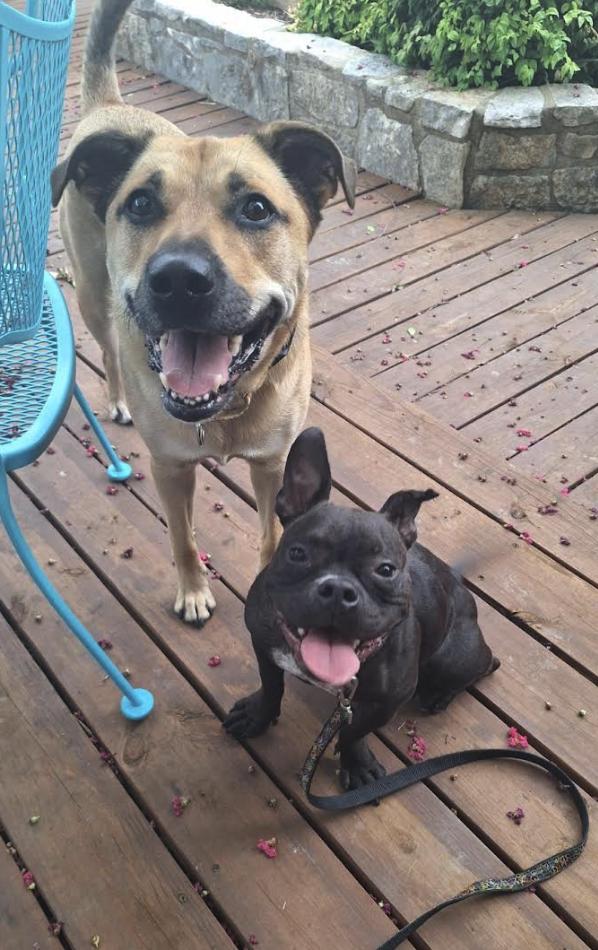Enlarge SweetPea, a Adoptable French Bulldog in Pflugerville, TX image 6/6