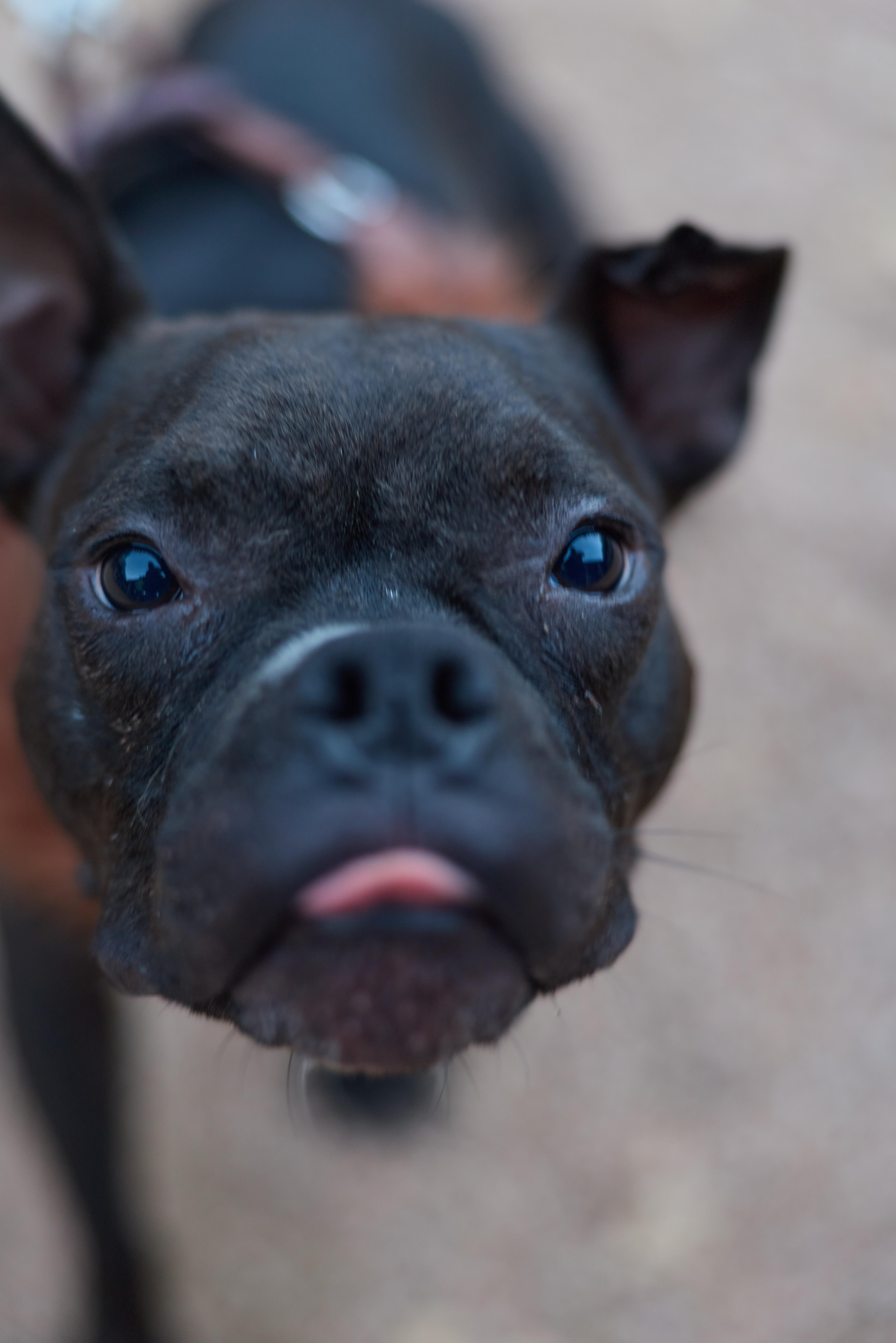 Enlarge SweetPea, a Adoptable French Bulldog in Pflugerville, TX image 3/6