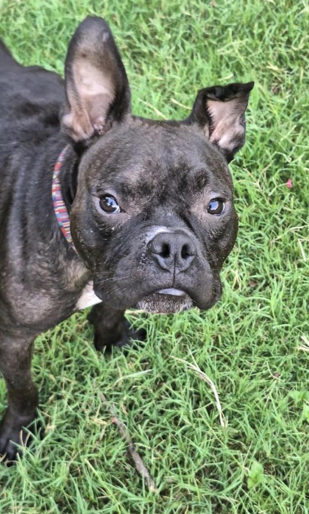 Enlarge SweetPea, a Adoptable French Bulldog in Pflugerville, TX image 5/6
