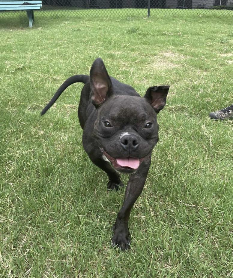 Enlarge SweetPea, a Adoptable French Bulldog in Pflugerville, TX image 1/6