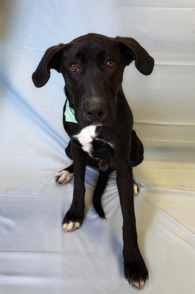 Bradley, ADOPTABLE, Young Male Labrador Retriever.