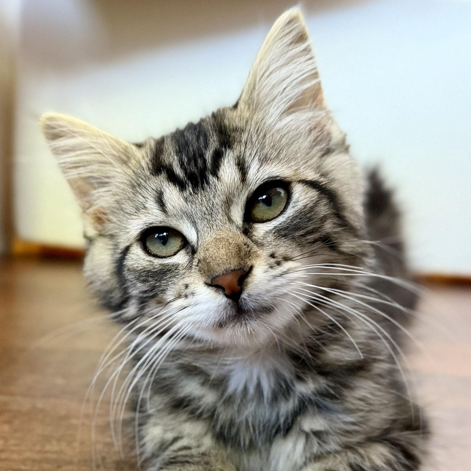 Nisa, adopted, Kitten Female Domestic Medium Hair.
