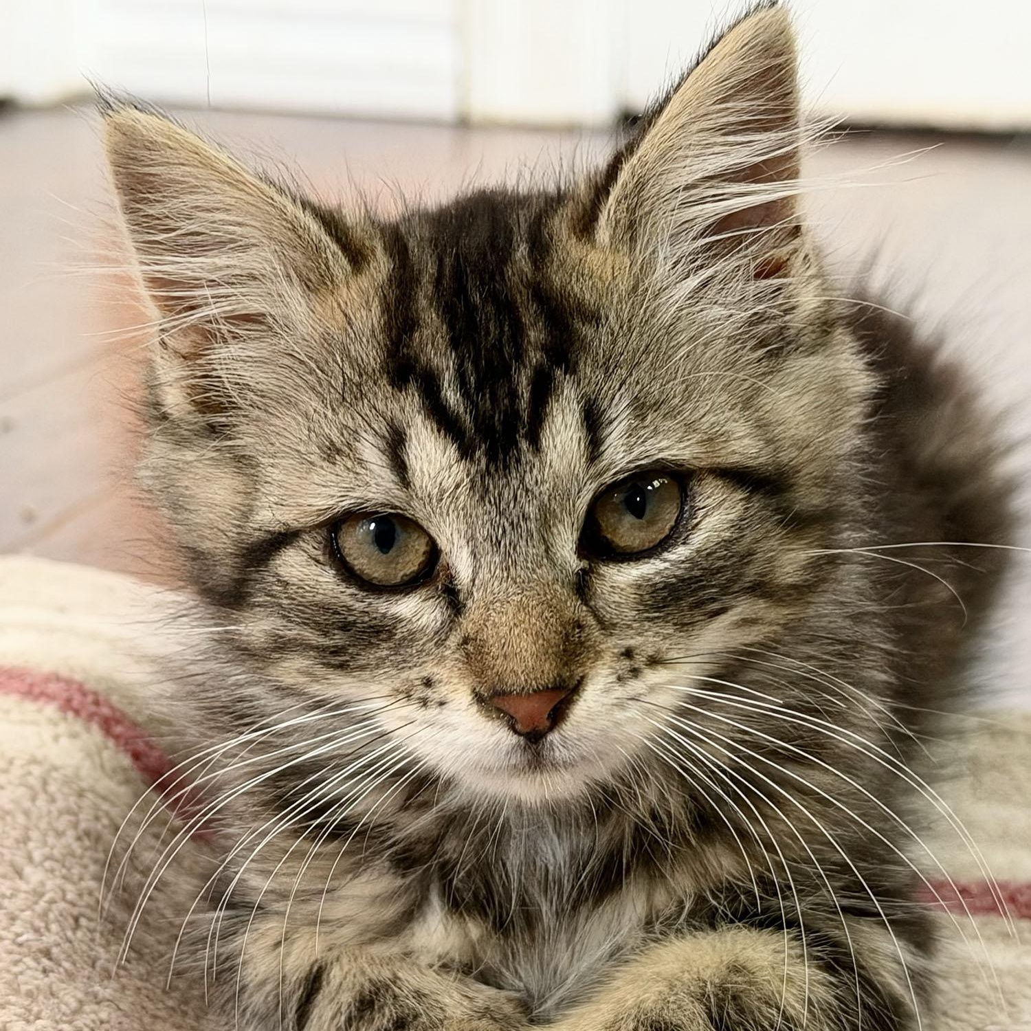 Nisa, an adopted Domestic Medium Hair in Salinas, CA image 4/4