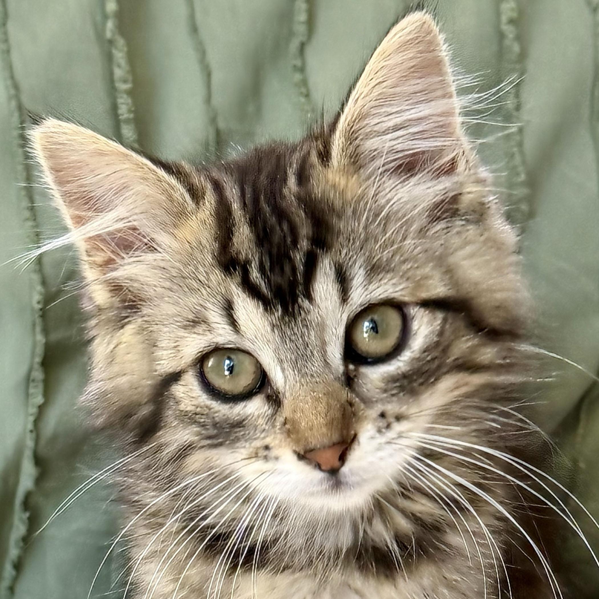 Nisa, an adopted Domestic Medium Hair in Salinas, CA image 3/4