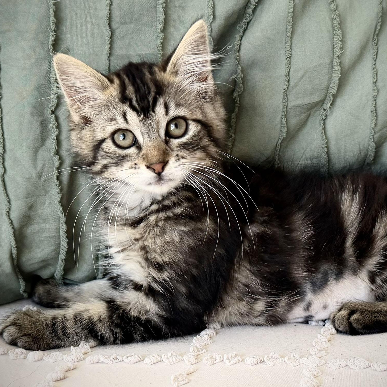 Nisa, an adopted Domestic Medium Hair in Salinas, CA image 2/4