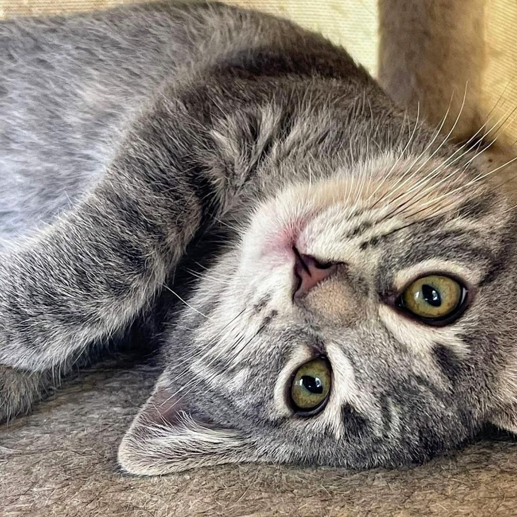 Lennox, Baby Female Domestic Short Hair
