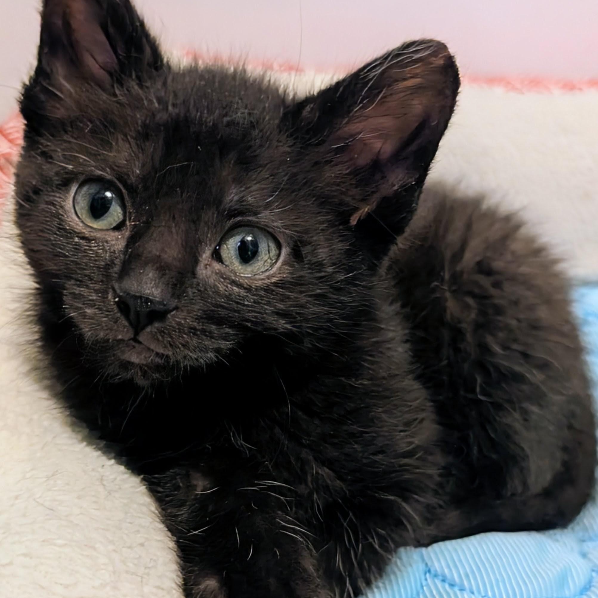 Enlarge Ida Coleman, a ADOPTABLE Domestic Short Hair in Denver, CO image 1/6