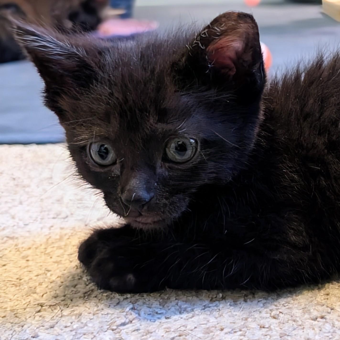 Enlarge Ida Coleman, a ADOPTABLE Domestic Short Hair in Denver, CO image 6/6